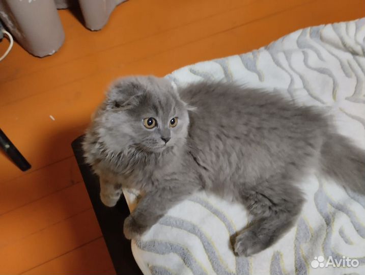 Шотландская вислоухая кошка, кот