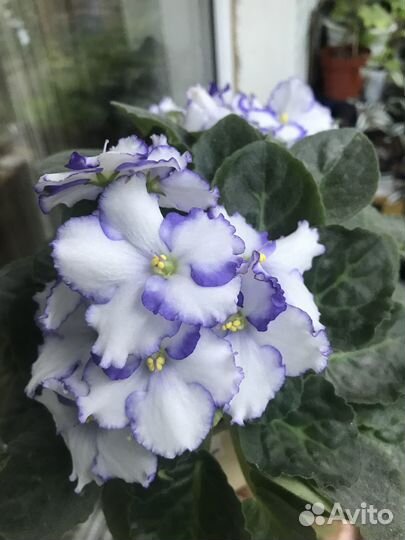 Фиалка, сансевиерия, стрептокарпус