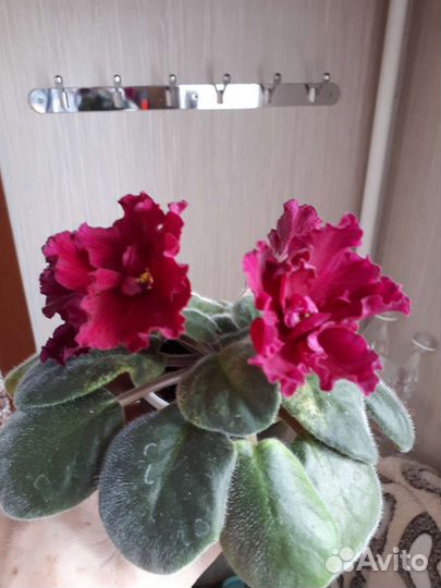 Фиалки. Герань (черенки). Педилантус. Бегония