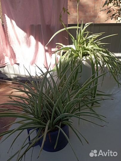 Хлорофитум