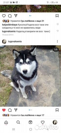 Сибирский хаски бесплатно