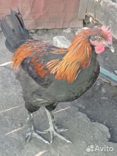 Петухчерно медного марана