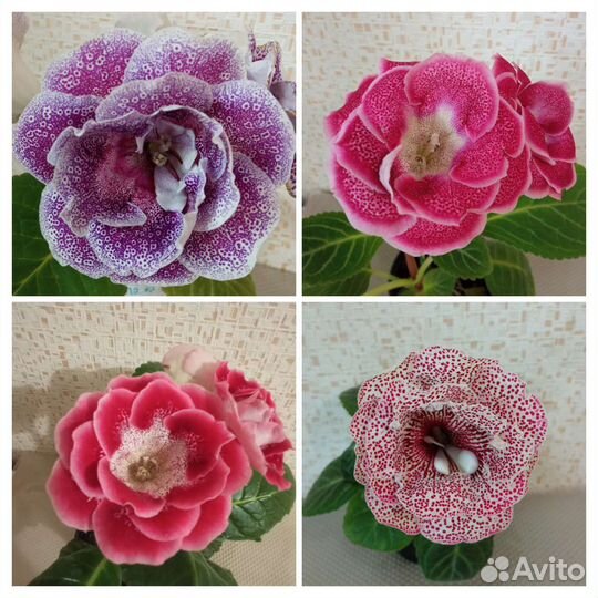 Глоксиния листья Почтой