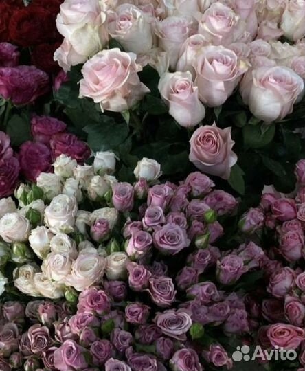 Букет из 15 роз 60 см Цветы Розы