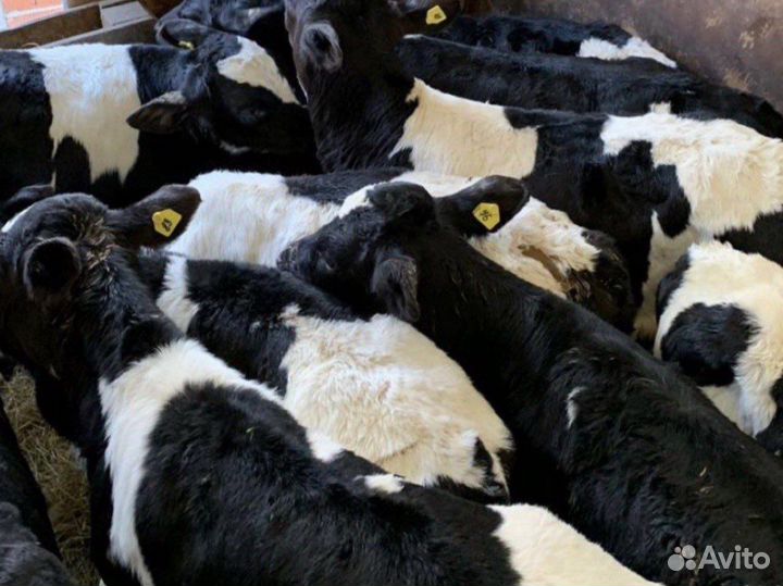 Бычки телята