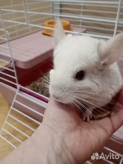 Шиншилла белая