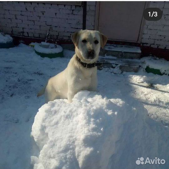 Вязка девочка лабрадор