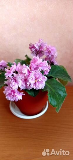 Фиалка сортовая