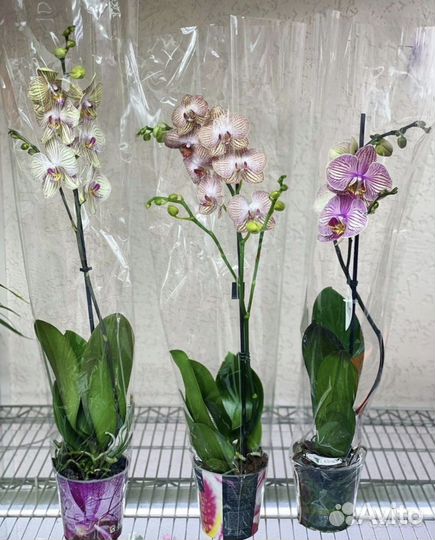 Орхидеи на 1 цветонос