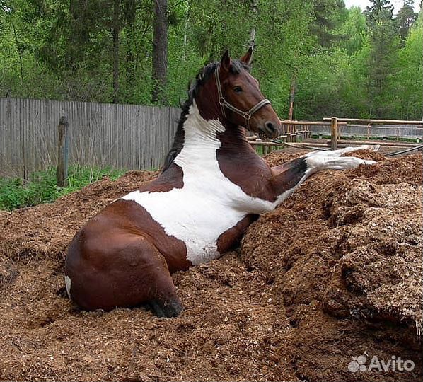 Конский навоз и перегной