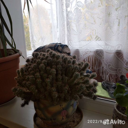 Кактус