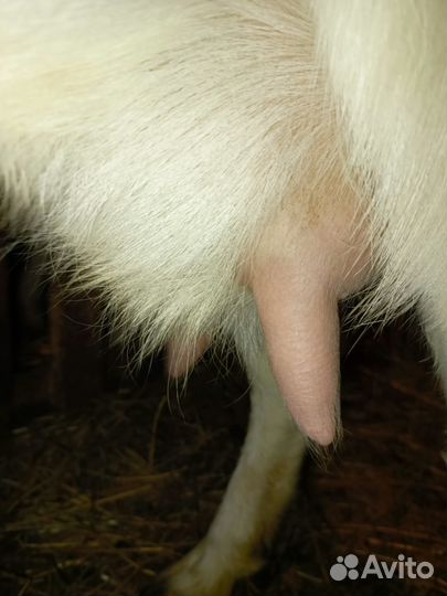 Коза дойная молочная нубийская, зааненская