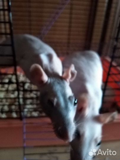 Три крысы сфинкс