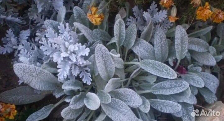 Живучка ползучая и Стахис(заячьи ушки) рассада