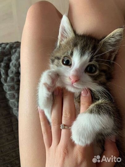 Котята в добрые руки бесплатно