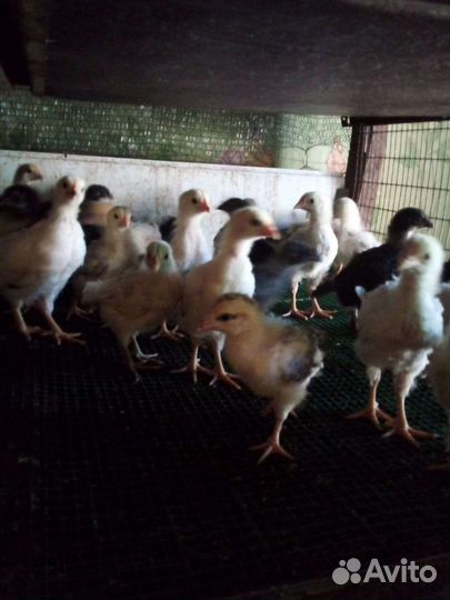 Цыплята