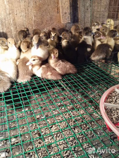 Гусята утята муларды индюшата бройлеры