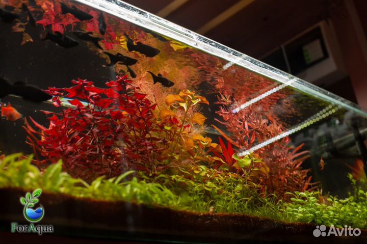 Аквариумные растения