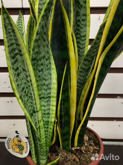 Сансевиерия лауренти H 80