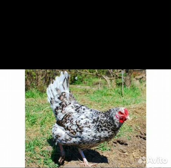 Пушкинские куры