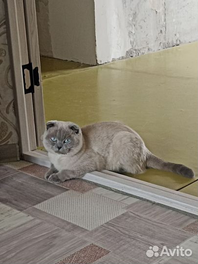 Шотландский вислоухий кот вязка