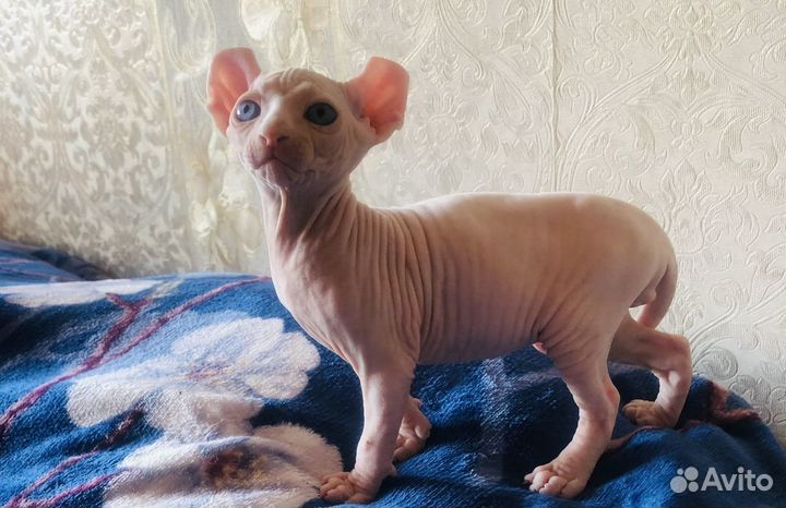 Канадский сфинкс