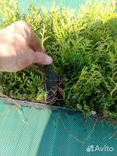 Туя западная Смарагд саженцы