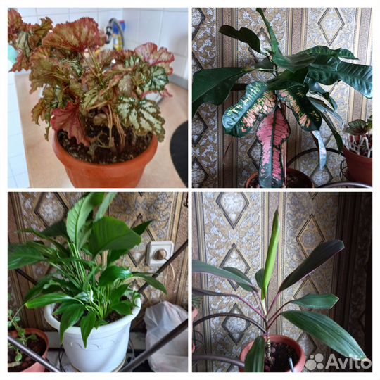 Комнатные цветы