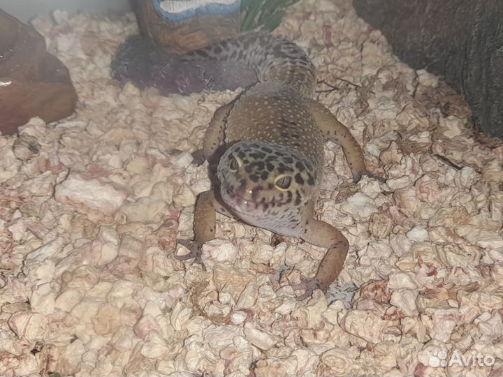 Ящерица эублефар