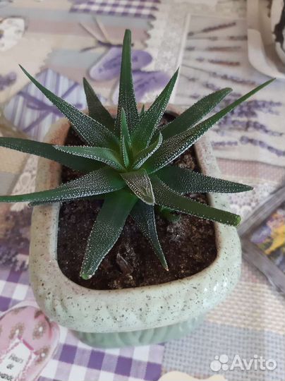 Кактусы Маммиллярия пролифера,опунции