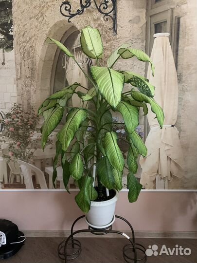 Диффенбахия