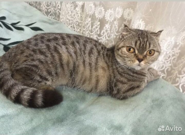 Шотландско-британская