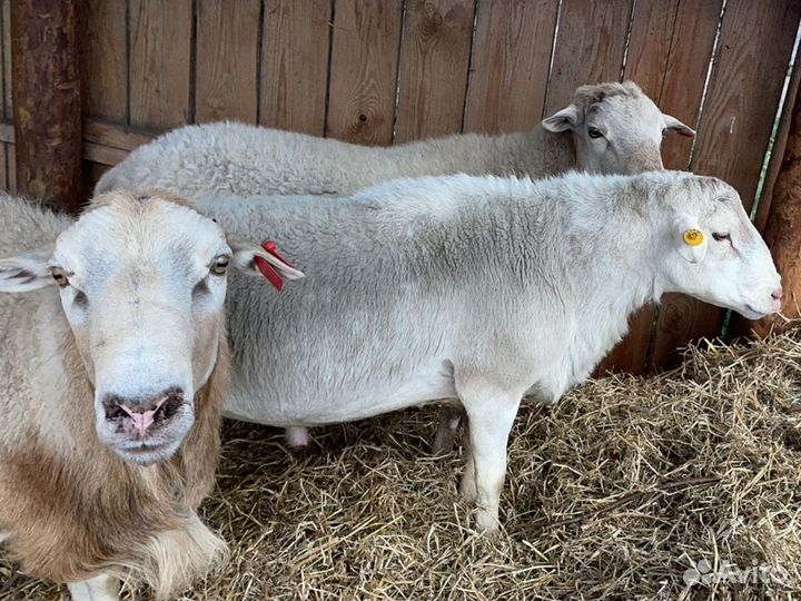 Катумские ярки и кошкарчики допрер ягнята