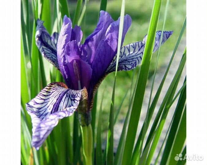 Ирис сибирский Flight of Butterflies