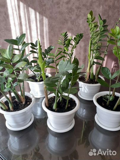 Замиокулькас