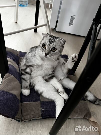 Кошка вислоухая вязка