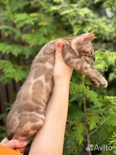 Котик минк уголь в любимцы