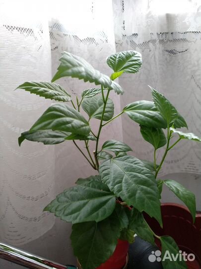 Гибискус китайская роза, Герань лечебная, Оксалис