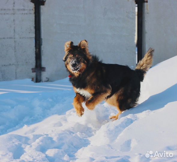 Собака ищет дом