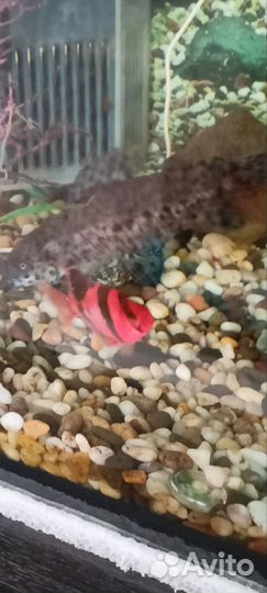 Аквариум,тумба, полный комплект