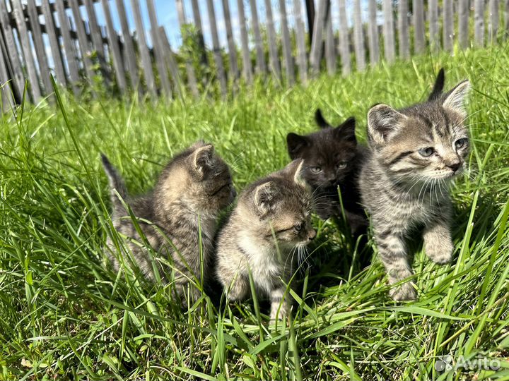 Котята в добрые руки приучены к лотку