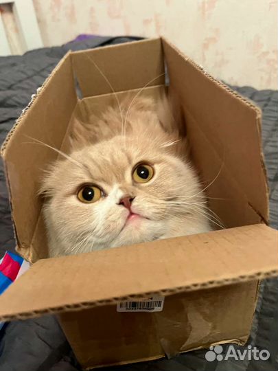 Продам скоттиш фолд