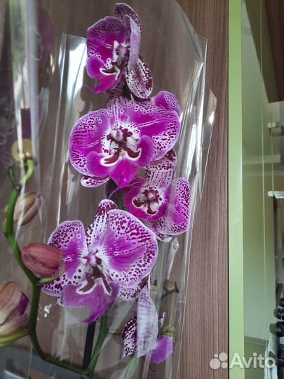 Орхидея без названия