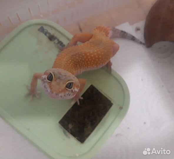 Эублефар самка