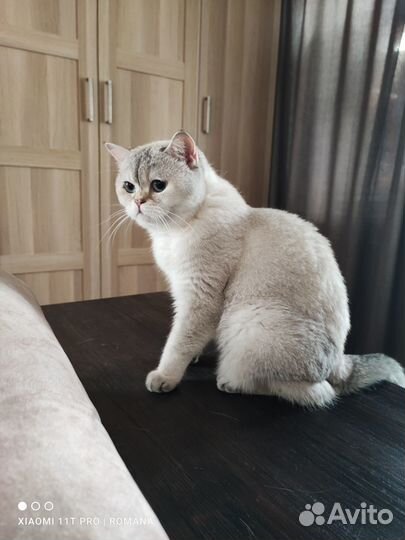Шотланская кошка