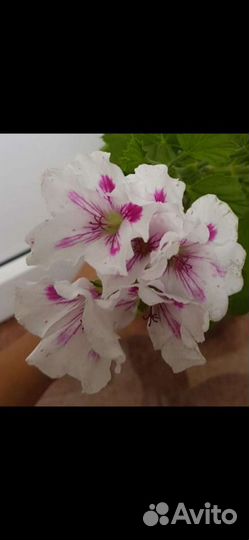 Пеларгонии (разные виды), Кислица