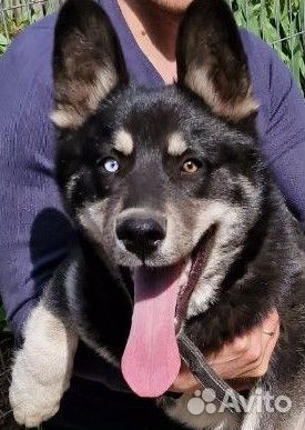 Отдам бесплатно собаку