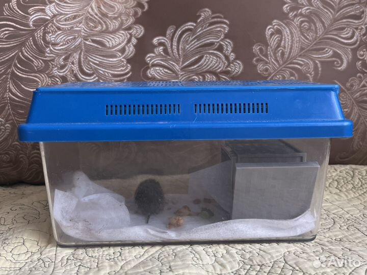 Мышь в добрые руки