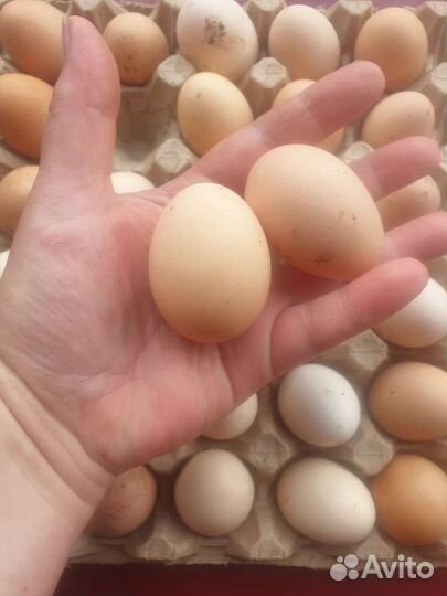 Яйца перепелиные домашние. Яйцо куриное
