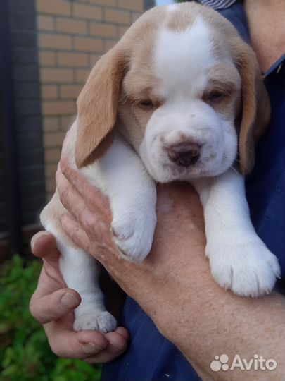 Щенок бигля (РКФ)